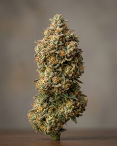 Orange Sherbert Feminized Marijuana Seeds
