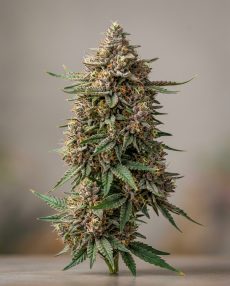 Papaya Punch Feminized Marijuana Seeds