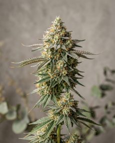 Peach Rings Feminized Marijuana Seeds