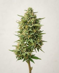 Pineapple Haze Feminized Marijuana Seeds