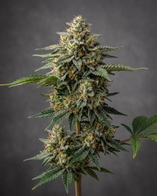 Platinum Kush Feminized Marijuana Seeds