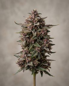 Purple Haze Feminized Marijuana Seeds