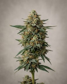 SFV OG Kush Feminized Marijuana Seeds