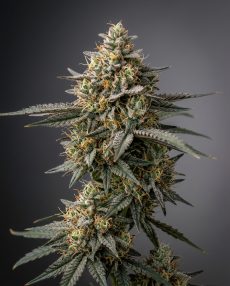 Shark Shock Feminized Marijuana Seeds
