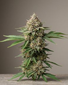 Strawberry Guava Feminized Marijuana Seeds