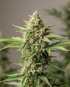 Sugar Mango Ryder Feminized Marijuana Seeds