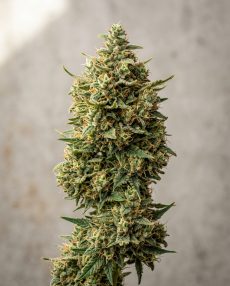 Super Haze Feminized Marijuana Seeds