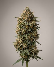 Tahoe OG Feminized Marijuana Seeds
