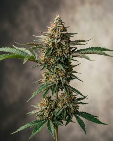 Tropicana Cookies Feminized Marijuana Seeds