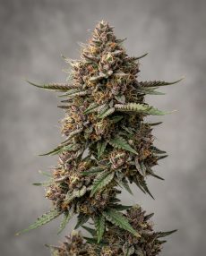 Tropicanna Punch Feminized Marijuana Seeds