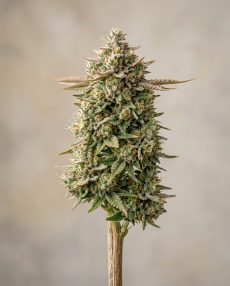 Watermelon Zkittlez Feminized Marijuana Seeds