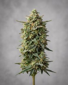 White Diesel Feminized Marijuana Seeds