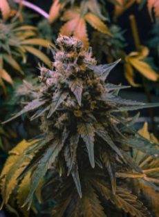 3 Kings Autoflower Feminized Marijuana Seeds