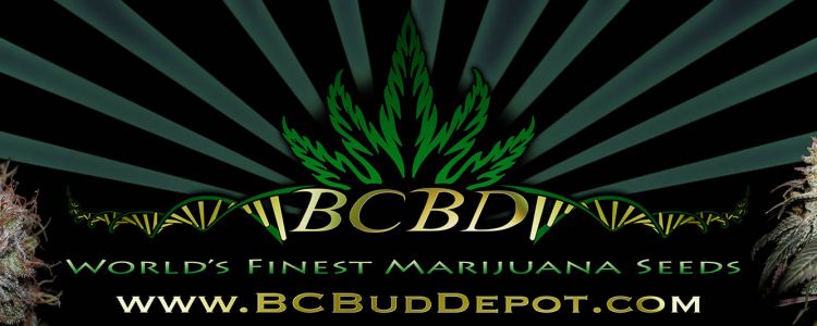 Read more about the article BC Bud Depot Seeds Now At The Honey Spot!