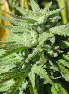 BC Hash Plant Regular Marijuana Seeds