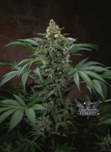 Bubblegum Autoflower Feminized Marijuana Seeds