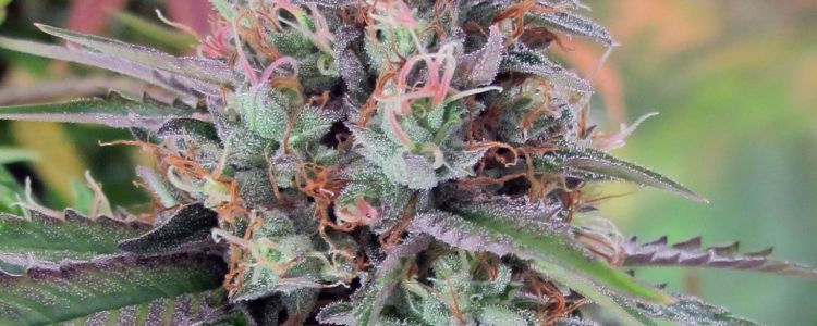 Read more about the article New BC Bud Depot CBD Seed Lines Released!