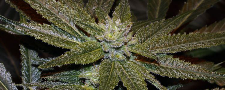 Read more about the article New Strain: CBD Elixir Seeds Now Available!