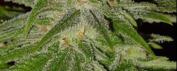 Read more about the article New Varieties of Feminized Seeds Released !