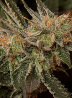 Cookie Dog Autoflower Feminized Marijuana Seeds