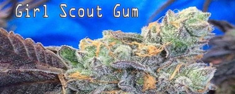 Read more about the article New Strain: The Girl Scout Gum Arrives!