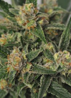 Harlequin Bx4 CBD Marijuana Seeds