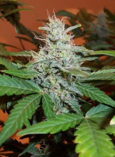Lowryder #2 Autoflower Feminized Marijuana Seeds