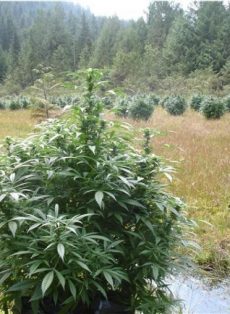 Outdoor Marijuana Seeds Mix