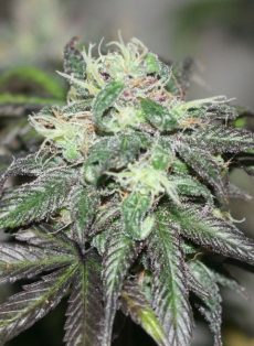 Purple Buddha Regular Marijuana Seeds