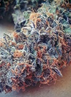 Ultimate Purple Regular Marijuana Seeds