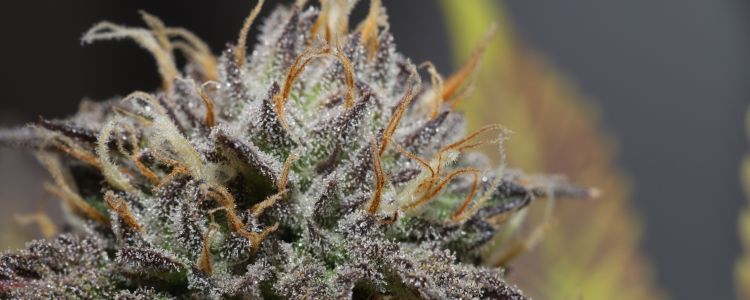 Read more about the article BC God Bud Strain Profile: The Award-Winning and Game-Changing Bud