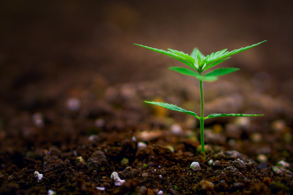 Read more about the article A Beginner’s Guide on How To Buy and Grow Your Own Marijuana Seeds