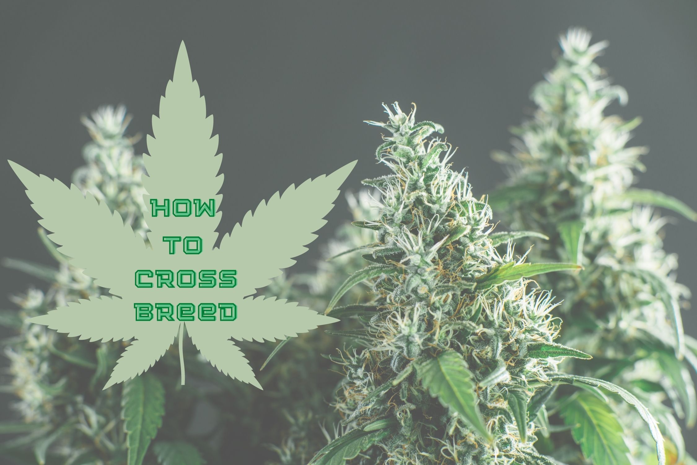 Read more about the article How To Crossbreed Cannabis Plants