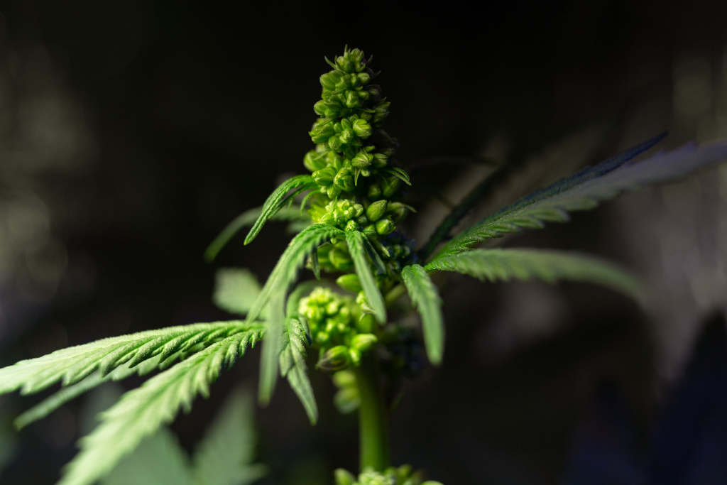 Read more about the article What are the Causes For Cannabis Plants herming?