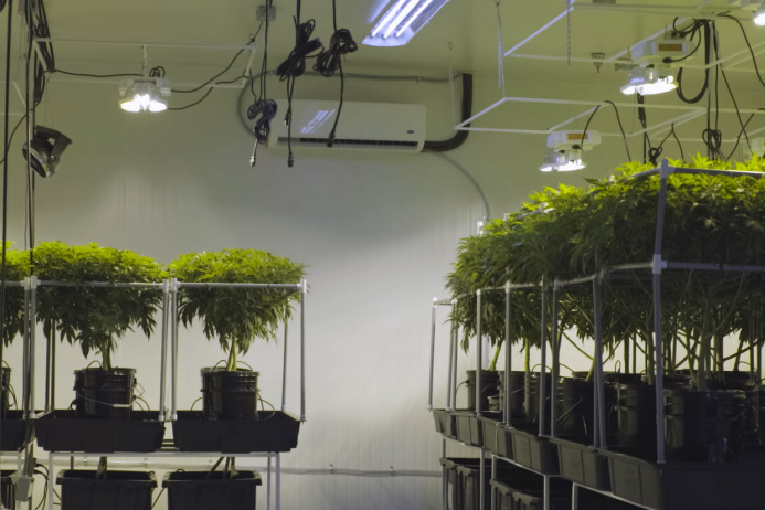 Read more about the article Hydroponic vs Soil: Which Method Is Best For Cannabis Cultivation