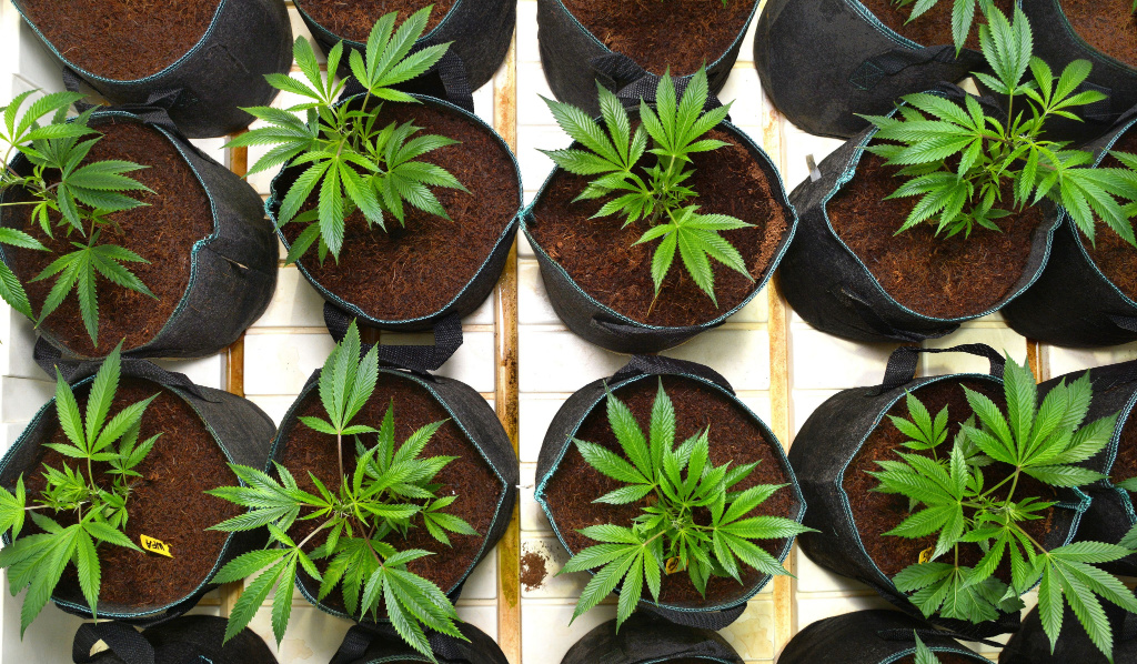 Read more about the article Choosing the Right Pot To Grow Your Cannabis Plant