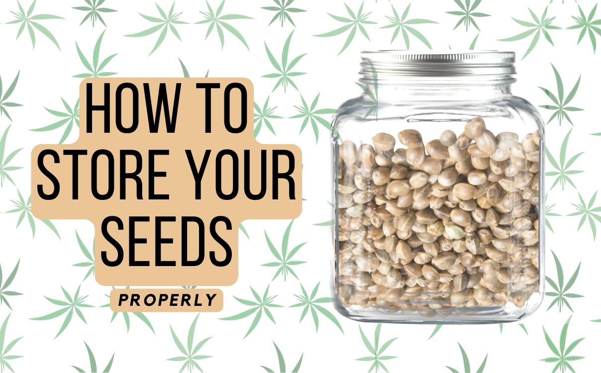 Read more about the article How to Properly Store and Preserve Cannabis Seeds